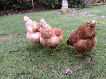 Bum boogie kycklingar