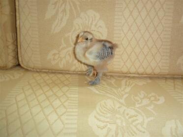 guld brahma chick