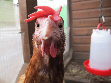 Kyckling som tittar in i kameran