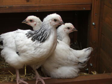 3 kycklingar i hönshuset