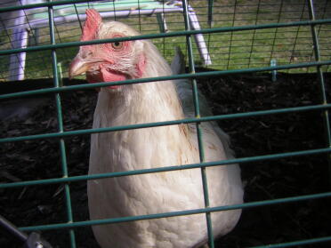 Amberlink kyckling