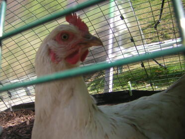 Amberlink kyckling