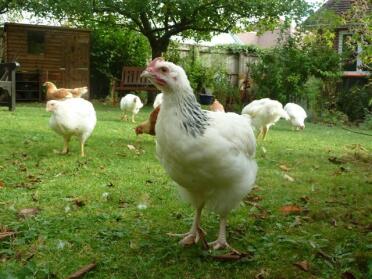 Lätt Sussex Cockerel efter 2 månader