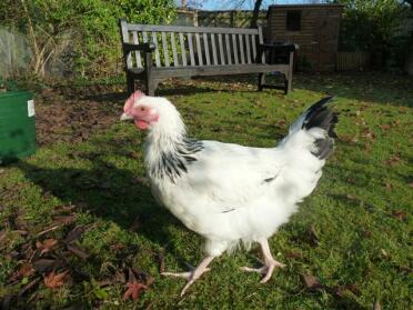Lätt Sussex Cockerel vid 3 mån