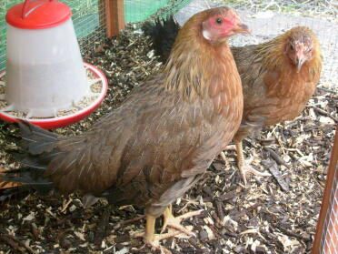 bantam benhorn