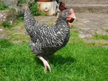 Gök Maran Cockerel (8 veckor)