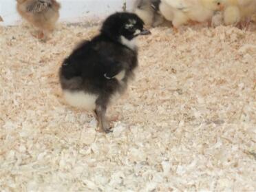 Franska Marans brud