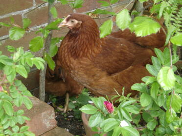 Kyckling i växter ströbäddning