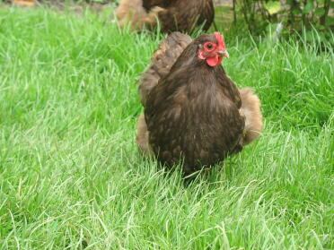 choklad orpington bantam