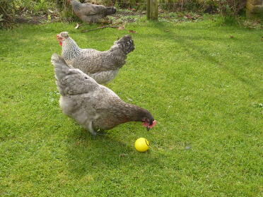 3 kycklingar, varav en hackar en boll.