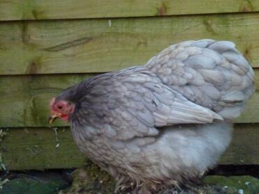 Blå pekin höna