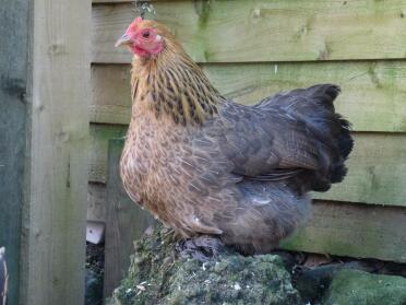 Patridge pekin höna