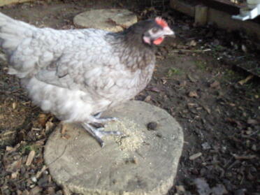 Ny kyckling!tallulah