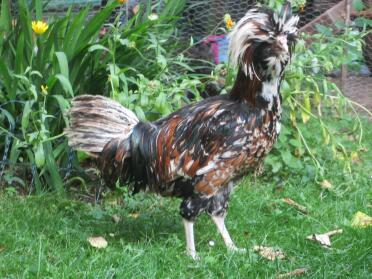 Tolbunt Chamois Polen