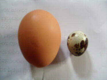 1 stort kycklingägg bredvid ett litet ägg