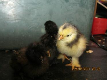 2 silkeslena kycklingar (vänster)
