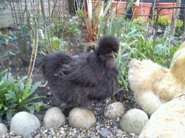 Svart skäggig silkie