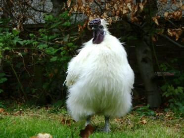 Silkie cockerel, Bentley, ser stolt ut.