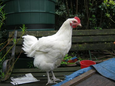 vår unga vita sussex cockerel