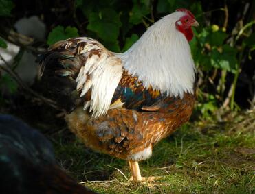 Lax Wyandotte Cockerel