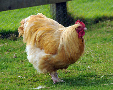 Min Cockerel