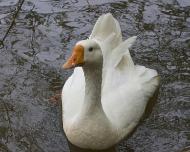 Min Pekin