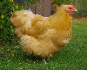 Buff orpington bantam kyckling i trädgården