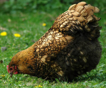 Gold laced orpington i trädgården