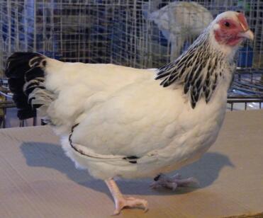 En lätt Sussex Bantam Pullet från Sydafrika