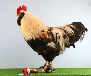 Henry 1st i showen Salmon faverolle Bantam