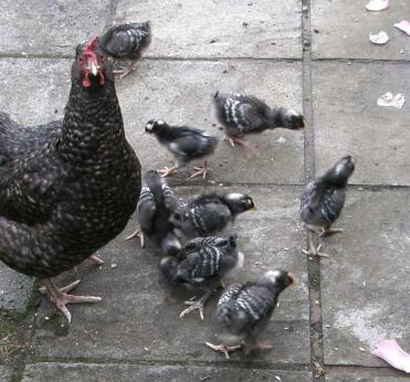 Broody Marans med kycklingar