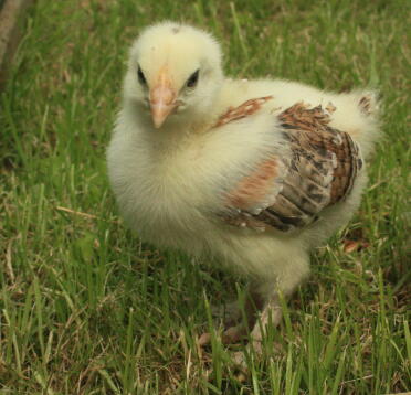 WHEATON MARAN HEN PÅ 2WKS