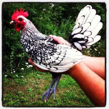 Vår 5 månader gamla Silver Sebright Bantam Rooster