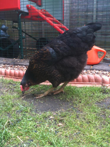 Kyckling hackar med röd Eglu hönshus i bakgrunden