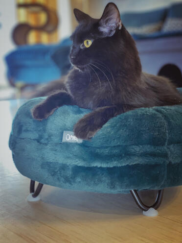 Jeremiah beandip älskar Maya donutsäng!