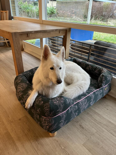 Lycklig hund