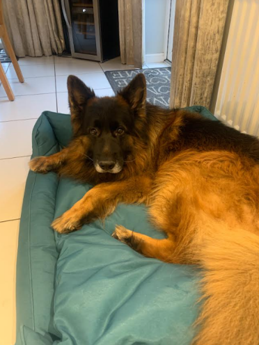 Thor älskar sin nya säng!