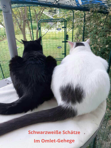 Våra 2 hankatter i inhägnaden