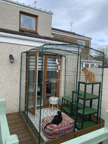 Tiger och chrissys nya catio 