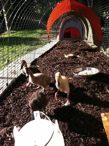 Indian Runner Ducklings bosätter sig i deras Eglu