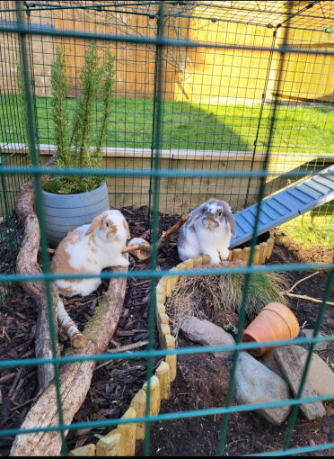 Rufus och ginger