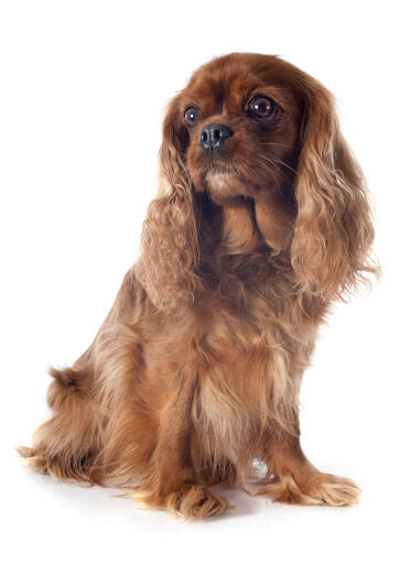 En ung cavalier king charles spaniel som sitter i givakt.