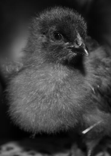 Bluebelle kyckling 2 veckor