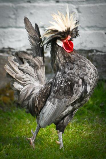 Vit krönad blå Polen Cockerel