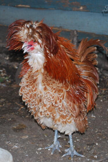 Frizzle Chamois Polen Cockerel