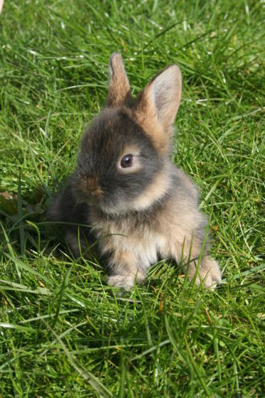 Söt fluffig kanin som sitter i gräset