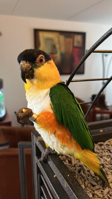 Min jay heter gizmo och är en svarthuvad cockatiel