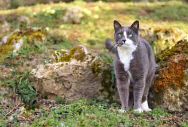 Katt i trädgården