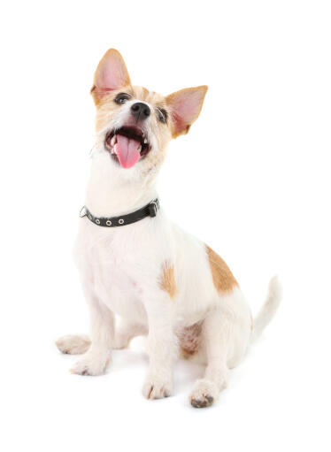 En lekfull liten jack russell terrier som är redo att tillbringa lite tid med sin ägare