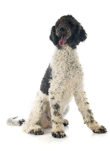 En vuxen portugisisk vattenhund med lockig päls och stora tassar.